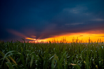 dramatic sunset in the field of corn