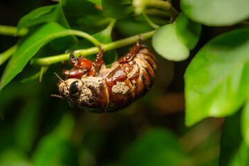 a cicada about to molt its shell and feathering at horizontal composition