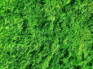 Background of fresh mown green grass