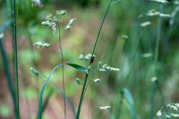 A red cicada on a plant