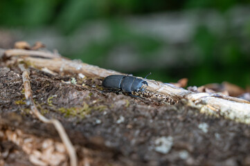 Beetle on a tree trunk
