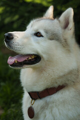 Husky close-up. Beautiful young dog.