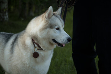 A beautiful husky on a leash with his owner. Dog training. Pets.