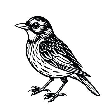 recommend clip art: Bird vector illustration black sketch outline detailed drawing