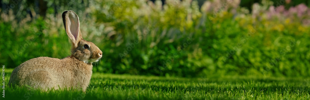 Wall mural Wide shot of A cute gray rabbit on green grass on a warm summer day.