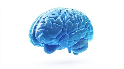 Blue human brain anatomical model in a 3D illustration, floating on a white background. Detailed and realistic rendering