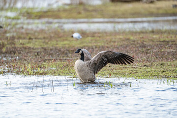 gray goose (Anser anser) flapping its wings and preening itself on the water
