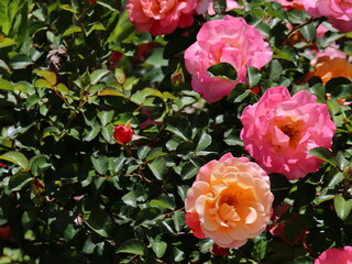 pink and yellow roses