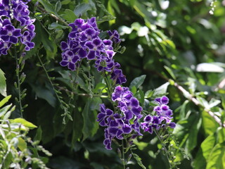 flowers in the garden