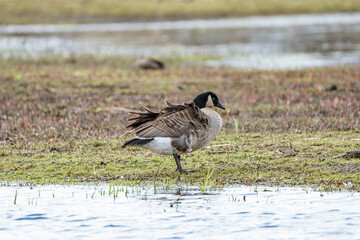 gray goose (Anser anser) flapping its wings and preening itself on the water