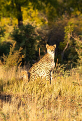 cheetah and cub Hwange game reserve Zimbabwe