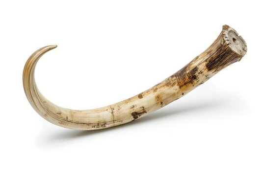 Large ivory tusk on white backdrop