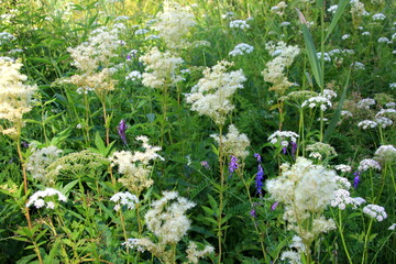 Close up of the flowers of Filipendula ulmaria, commonly known as meadowswee during summer. white...