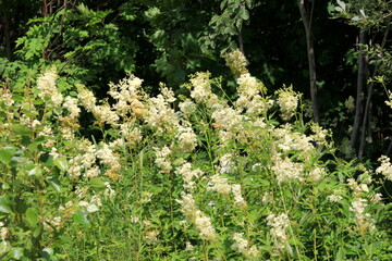 Close up of the flowers of Filipendula ulmaria, commonly known as meadowswee during summer. white meadow flowers
