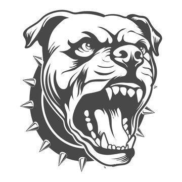 recommend clip art: Pitbull Dog angry face side view and belt  vector design