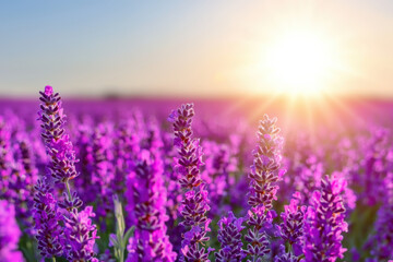 Lavender field in full bloom at sunset, showcasing vibrant purple flowers under a golden sky, capturing the essence of nature's tranquility and beauty.