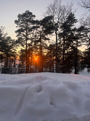 sunset in winter woods