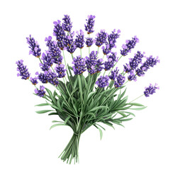 Fototapeta premium Lavender Plant Isolated on White Background