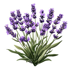Naklejka premium Lavender Plant Isolated on White Background
