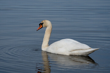 Swan, swans (Cygnus) swimming on a lake