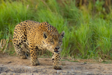jaguar