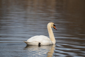 Swan, swans (Cygnus) swimming on a lake
