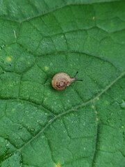 A small brown and tan snail is on a leaf