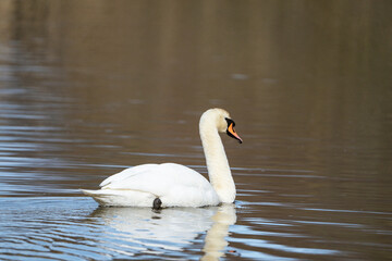 Swan, swans (Cygnus) swimming on a lake