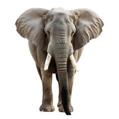 Obraz premium elephant transparent background