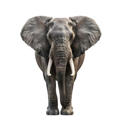 Obraz premium elephant transparent background