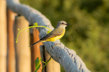 bird on a fence