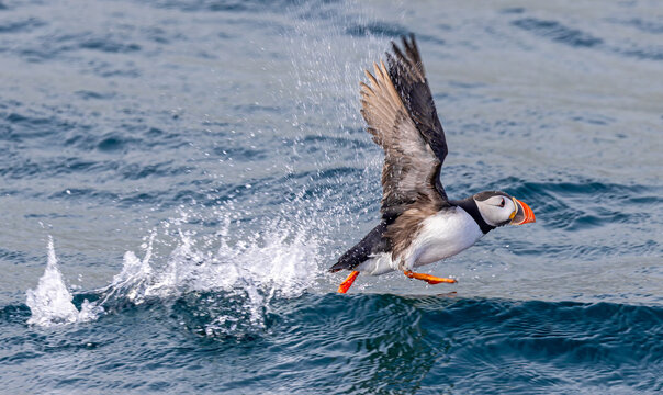 Take-off of an Atlantic Puffin (Fratercula arctica) near Bleiksoya bird rock - Versteralen, norway