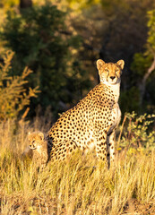cheetah and cub Hwange game reserve Zimbabwe