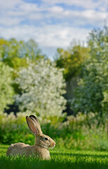 Cute gray rabbit lounging on a lush green lawn on a sunny day.