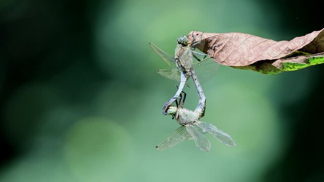 Two blue chaser dragonflies in a mating wheel hold on a dry leaf with a dark green background.