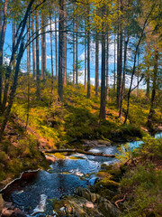 Rocky Stream Belgium Forest, 2024