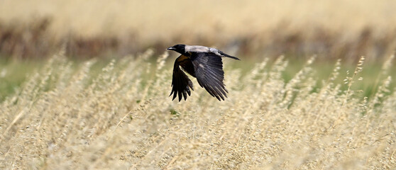 Nebelkrähe // Hooded crow (Corvus cornix / Corvus corone cornix) - Milos, Greece
