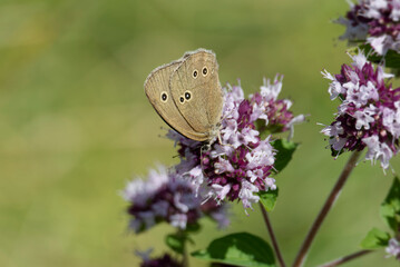 Ringlet (Aphantopus hyperantus) butterfly sitting on a pink flower in Zurich, Switzerland