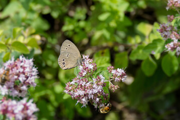 Ringlet (Aphantopus hyperantus) butterfly sitting on a pink flower in Zurich, Switzerland