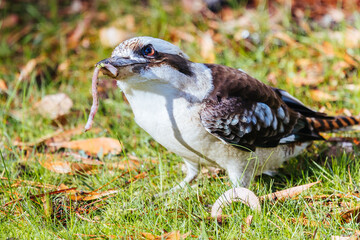 Kookaburra in Blackwood in Australia