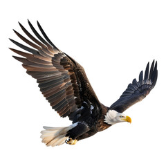 Eagle in flight isolated on transparent background