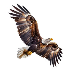 Fototapeta premium Eagle in flight isolated on transparent background