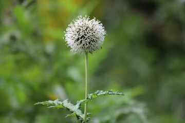 Echinops sphaerocephalus known as Great Globe Thistle or Pale Globe Thistle.