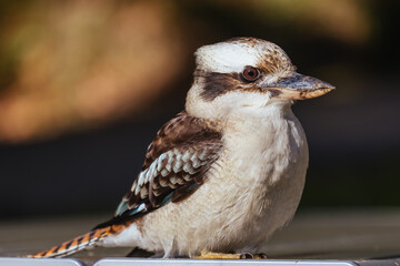 Kookaburra in Blackwood in Australia