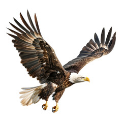 Obraz premium Eagle in flight isolated on transparent background