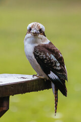 Kookaburra in Blackwood in Australia