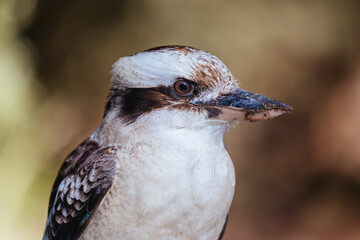 Kookaburra in Blackwood in Australia
