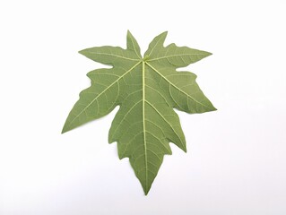 Fototapeta premium Papaya leaves green texture isolated on white background 