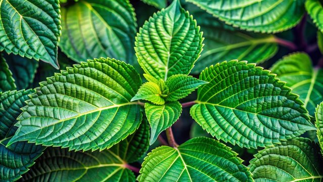 Vibrant green leaves of Acalypha indica, a medicinal herb, with intricate networks of veins, delicate edges, and a matte texture, against a soft focus background.