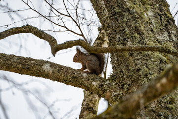 a squirrel jumps on a branch